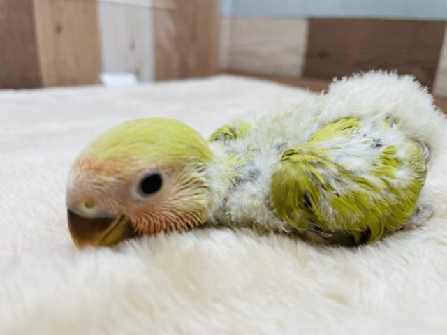 コザクラインコ（小桜インコ）