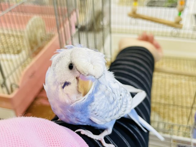 羽衣セキセイインコ