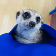 警戒心ゼロの甘ったれガール♥️ミーアキャットちゃん！