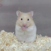 カラーハムスター　ベージュ＆ホワイト　2022年02月12日