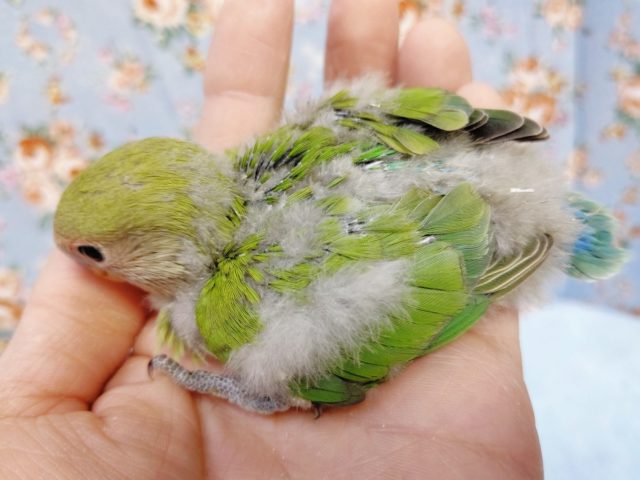 コザクラインコ（小桜インコ）