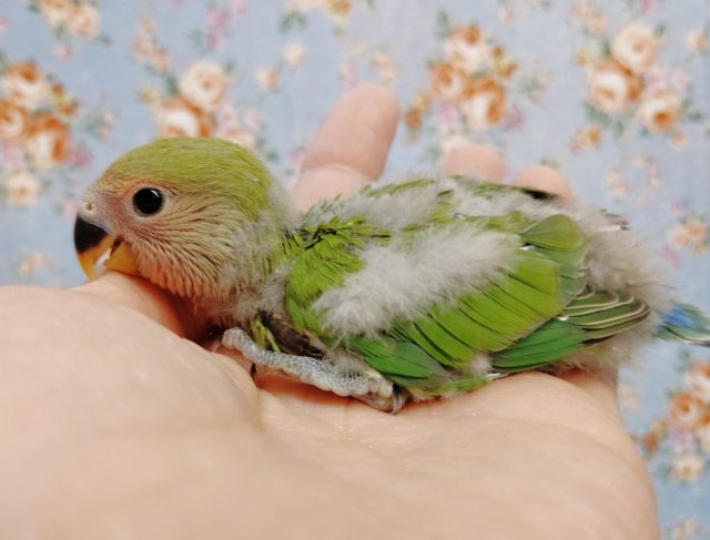 コザクラインコ（小桜インコ）