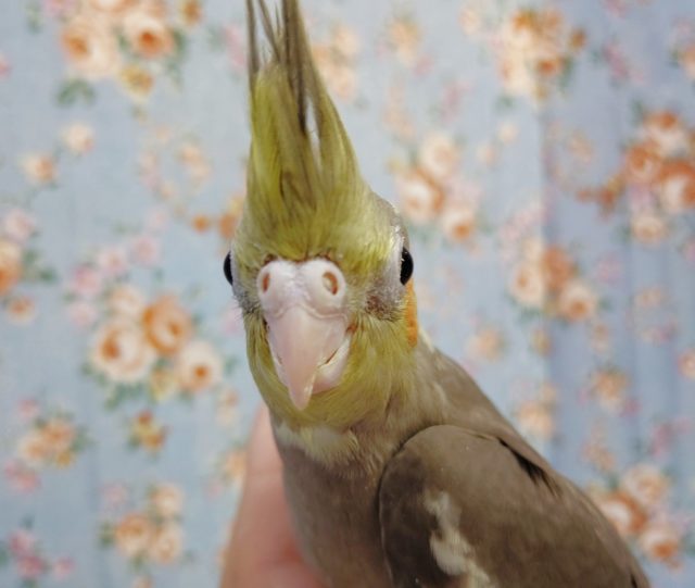 オカメインコ