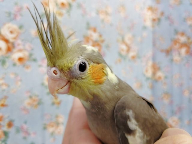 大人気！オカメインコ（ノーマルカラー）2022年02月19日