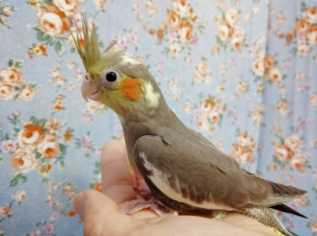 オカメインコ