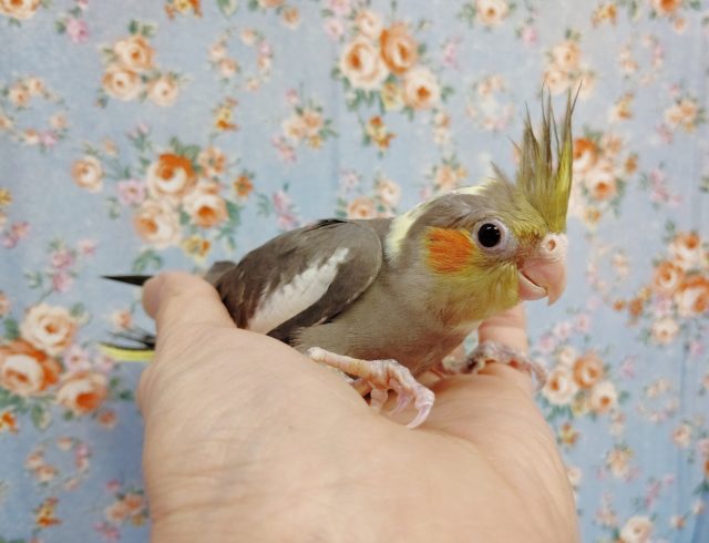 オカメインコ