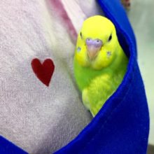 R4.2/6撮影　手乗りセキセイインコ（スパングル）２０２１年１２月生まれ