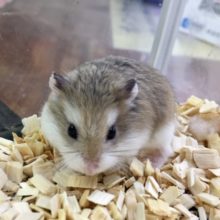 ロボロフスキーハムスター　男の子　２０２１年１２月生まれ