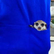 最新画像♪ぬ～。ぬ～。ミーアキャット　女の子　２０２１年１２月生まれ