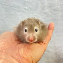 白いメガネ💛セーブルハムスター　男の子　2022年1月生まれ