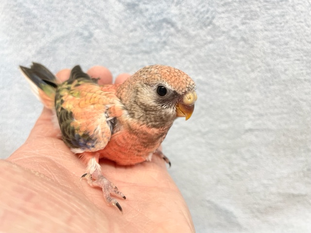 アキクサインコ（秋草インコ）