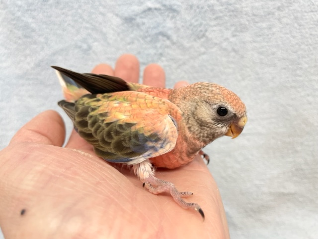 アキクサインコ（秋草インコ）