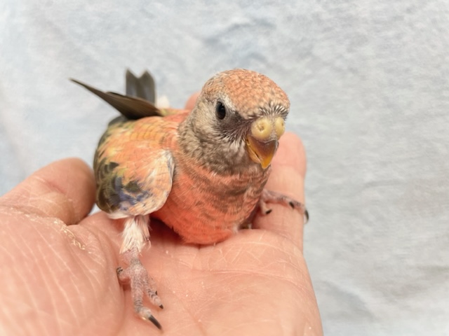 まさにバラ💛ローズアキクサインコ　2022年1月生まれ