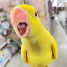 最新画像♪キョエ～♪ワカケホンセイインコ（月の輪インコ）ルチノー  2021年12月生まれ
