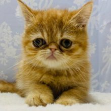 ぶちゃっとがたまらない♡エキゾチックくん☆