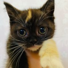 唯一無二のカラーです♪マンチカンちゃん♡