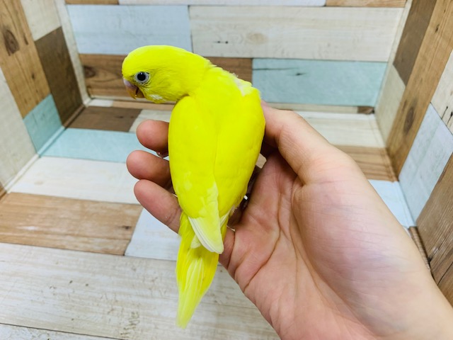 セキセイインコ