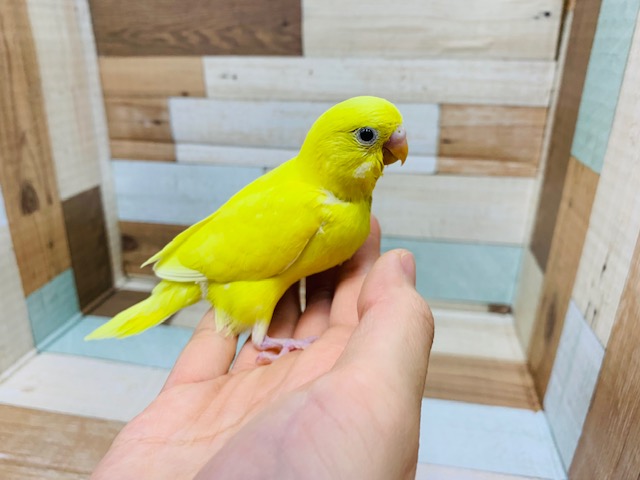 セキセイインコ