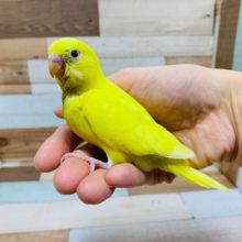タンポポ風カラーの黒目さん☆　セキセイインコ　ダブルファクター