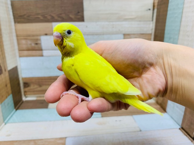 タンポポ風カラーの黒目さん☆　セキセイインコ　ダブルファクター