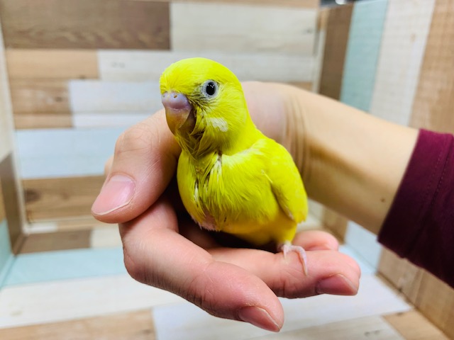 セキセイインコ