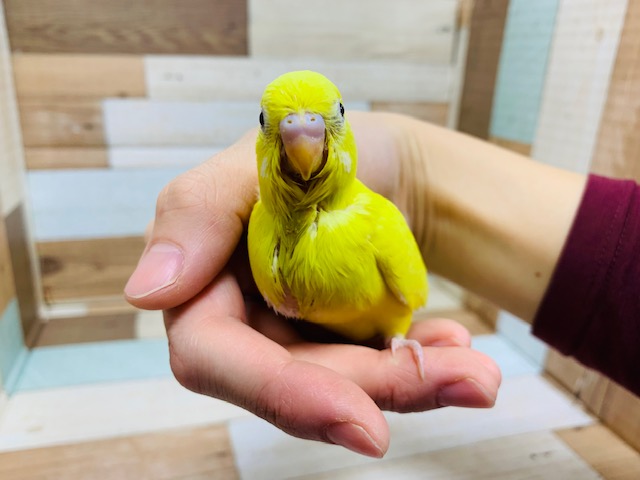 セキセイインコ