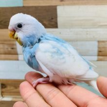 ちょっと変わった雰囲気☆　白が多めですね！セキセイインコ　スパングルパイド～～～