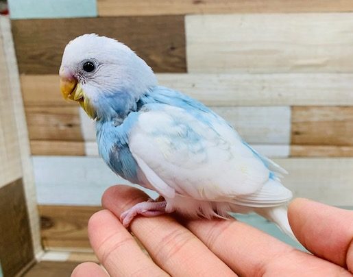 ちょっと変わった雰囲気☆　白が多めですね！セキセイインコ　スパングルパイド～～～