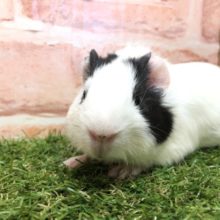 まるでパンダ？　R４　２／１８撮影