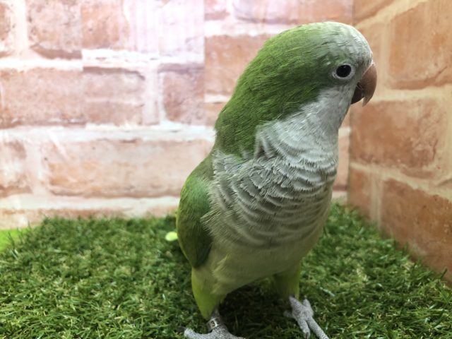 オキナインコ