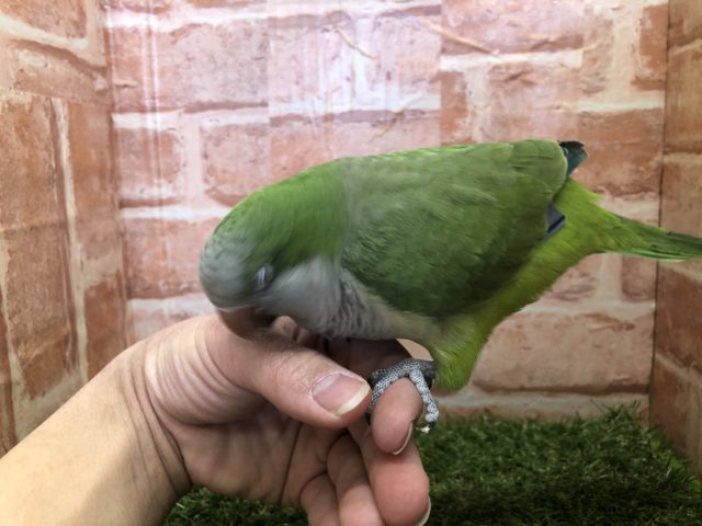 オキナインコ