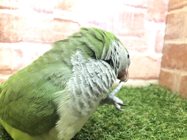 オキナインコ