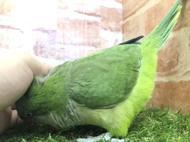 オキナインコ