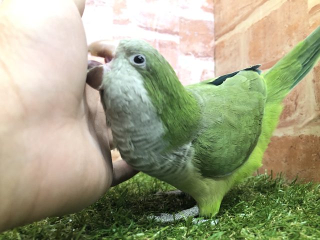 オキナインコ