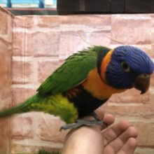 甘ったれゴシキちゃんがやってきました　R４　２／１８撮影