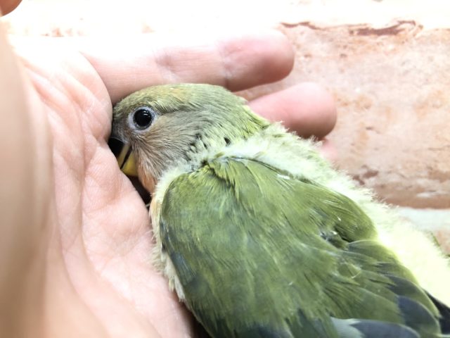 コザクラインコ（小桜インコ）