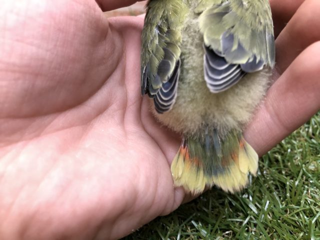 コザクラインコ（小桜インコ）