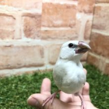 渋い文さん入舎！　R４　２／２撮影