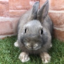 ブルー系ネザー入舎です　R４１／１２撮影