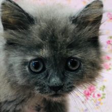 あれもこれも気になる！サイベリアンちゃんいるよ！