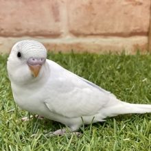 ステキな爽やかカラーです☆　セキセイインコ“ハルクイン”  2022.2/25撮影