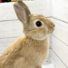 最新画像！活発な女の子！ネザーランドドワーフのオレンジカラー！