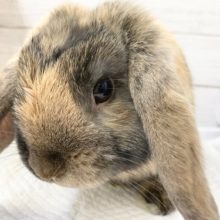 ごはん＞＞＞なでなで！なロップイヤーさん！