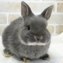 なでなでできます！ネザーランドドワーフ（ブルーマーチン）