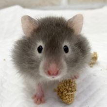 レア模様！？なセーブルハムスター！