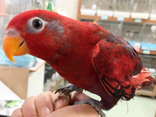 最新画像あり ずっとじゃれてます ヒインコ 男の子 東京からもほど近い 千葉県 神奈川県 埼玉県で小鳥 とりすたぐらむ ヒインコ 鳥のペットホテル 東葛ペット 佐倉市 ペットショップ 東葛ペット勝田台店 お近くの店舗でお迎え 千葉県 インコ イン