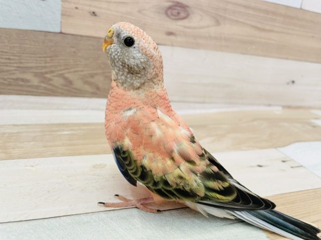 アキクサインコ（秋草インコ）