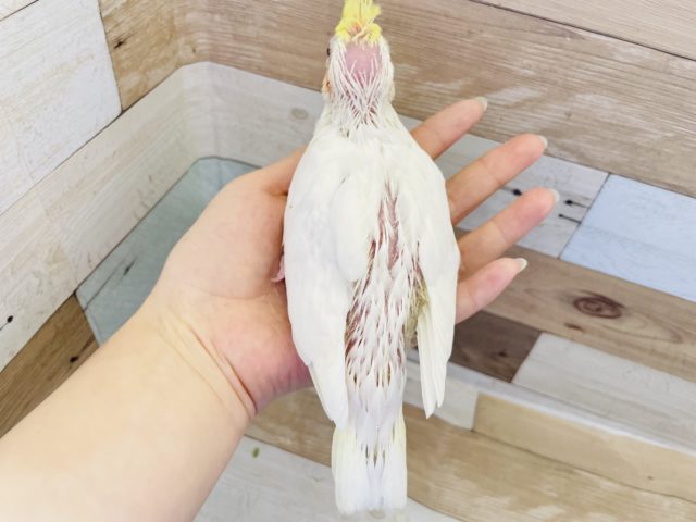 オカメインコ