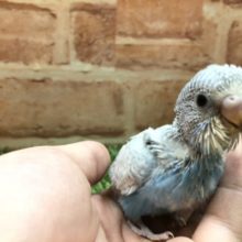 鮮やかカラー　セキセイインコ　スパングル　R4 3／17撮影