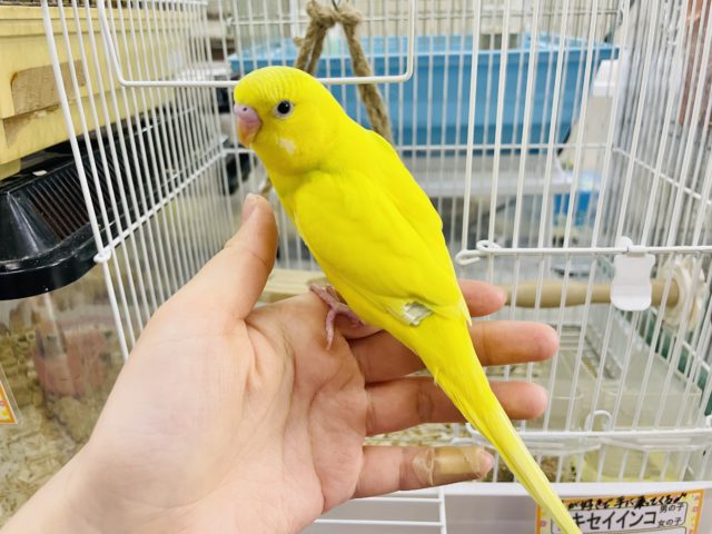 セキセイインコ